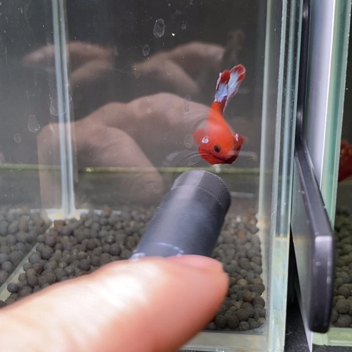 斗鱼泰国斗鱼495号