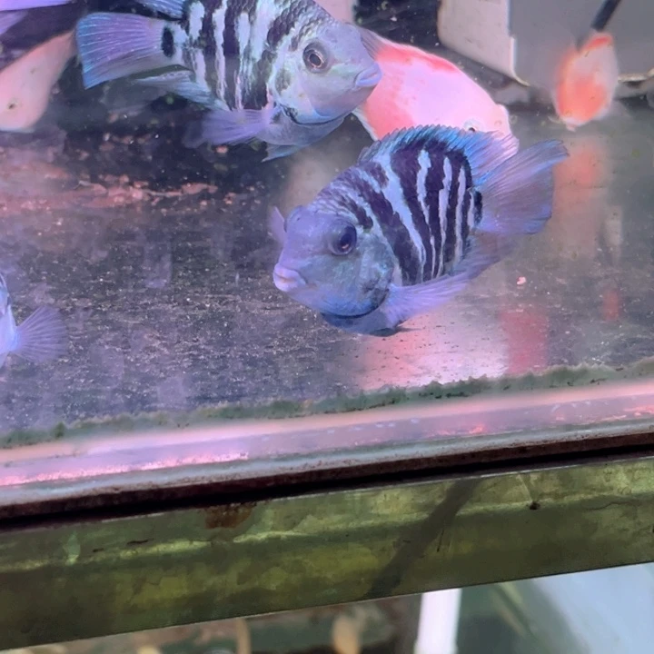 呼***）慈鲷鱼5-6宝蓝迷你鹦鹉种鱼1对