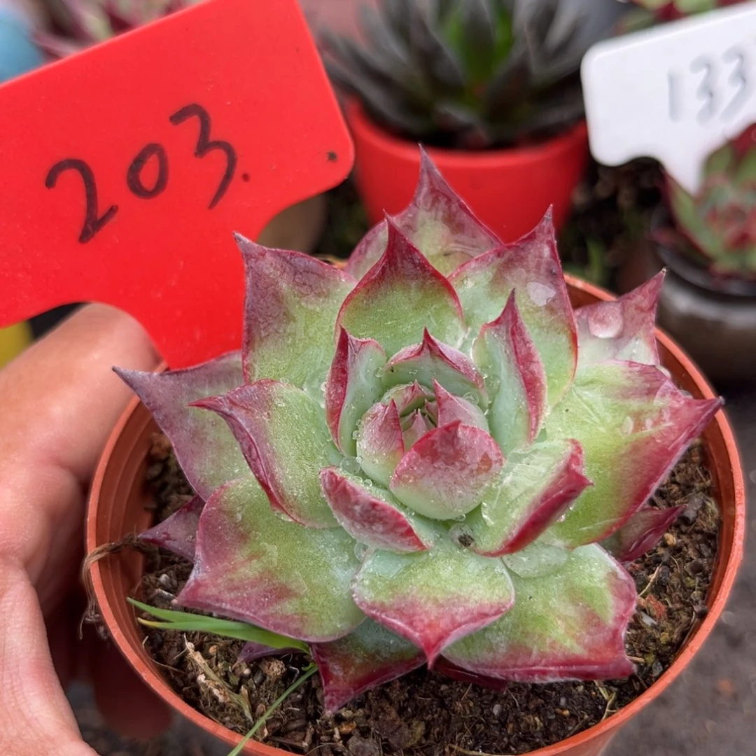 惊鸿仙子多肉植物203