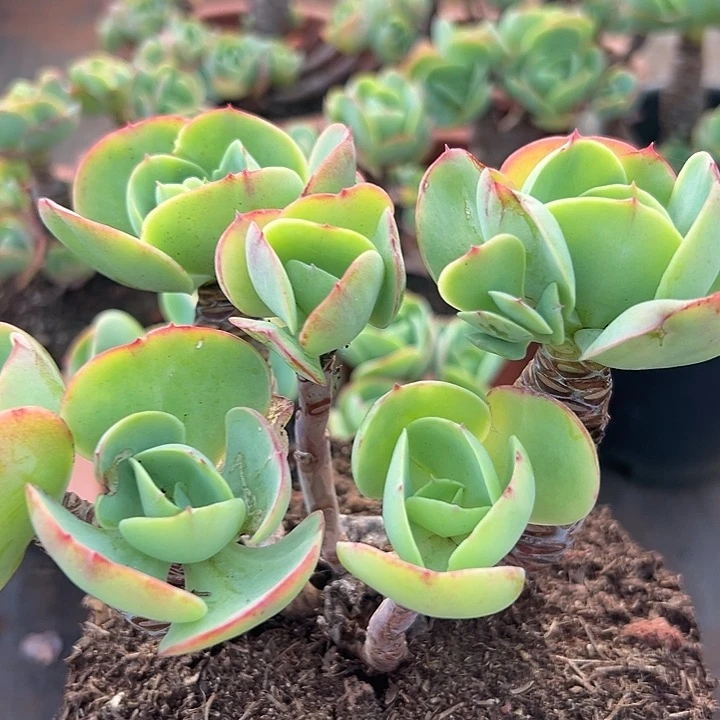 鸡蛋碧桃。