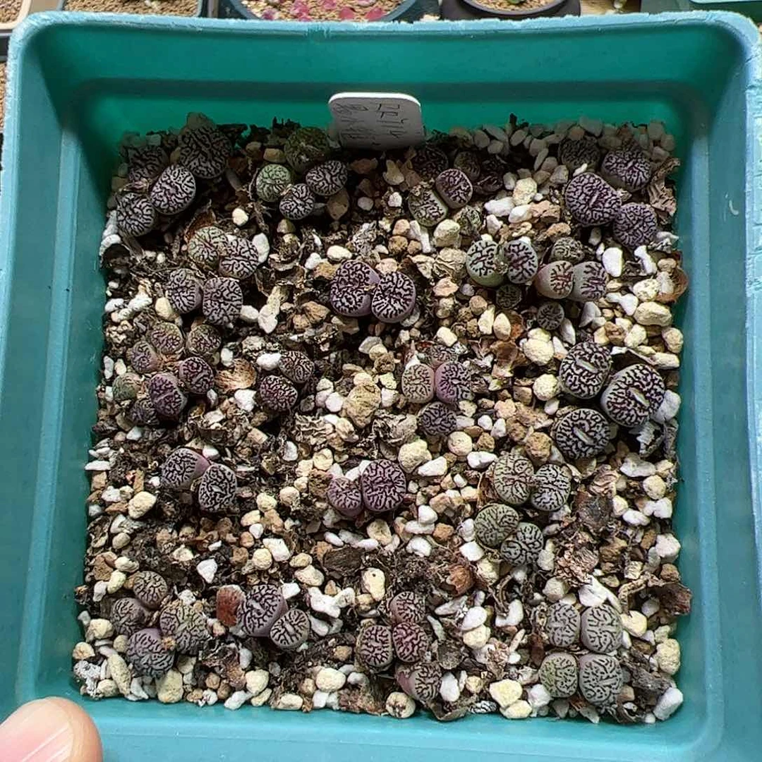 【闪购商品】54 超墨带盆