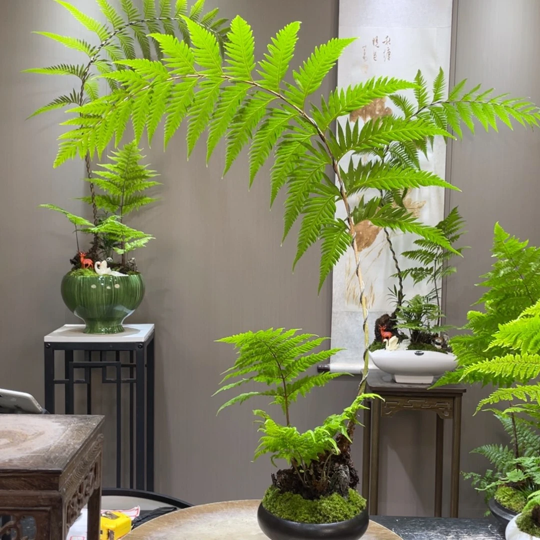 m***y蕨类植物和