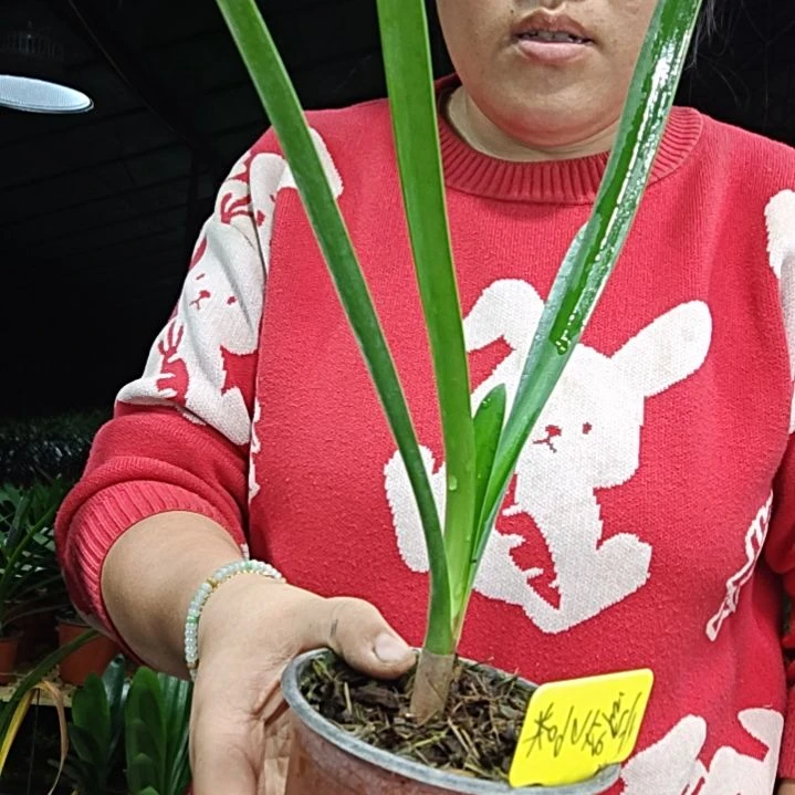 忆***北无花朵⺁忆塞北   60