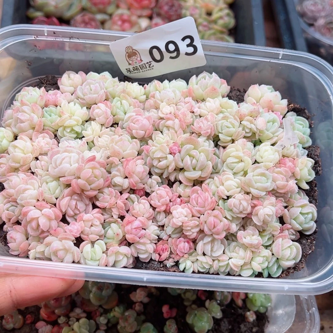 大*妮多肉植物多肉植物