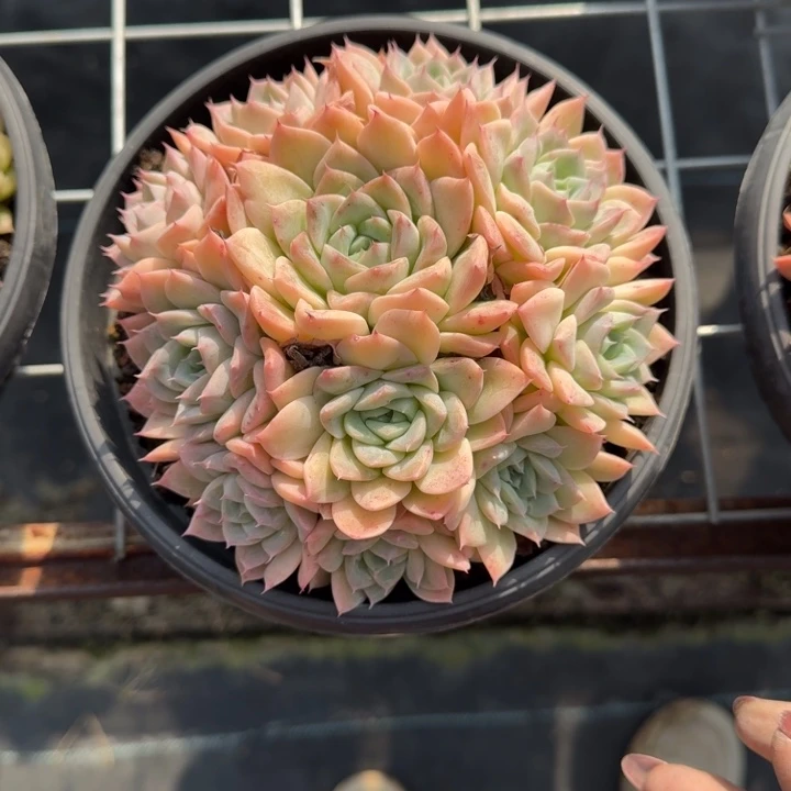 不知名多肉植物绿植