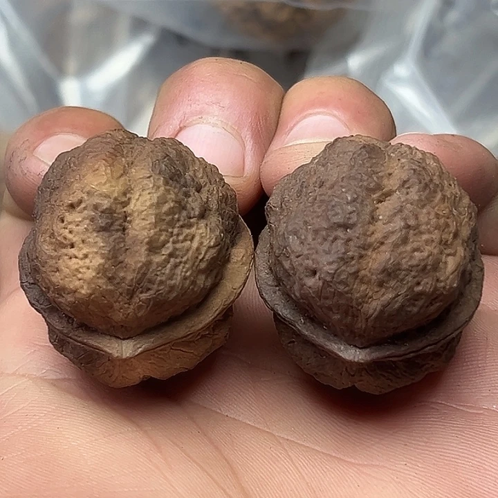 核桃37号蝴蝶蟾36尺