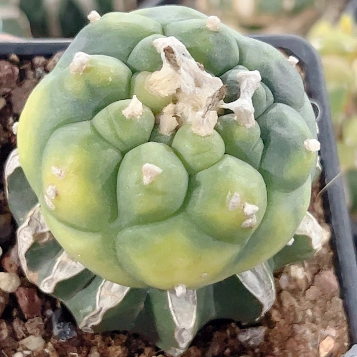 海鲜锦实生苗接