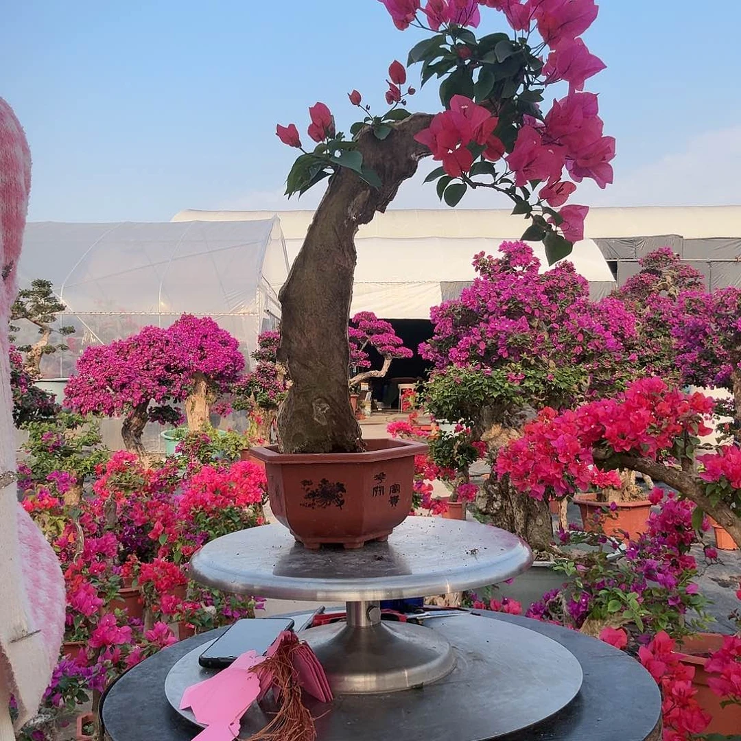 憨***子无花朵同安红三角梅