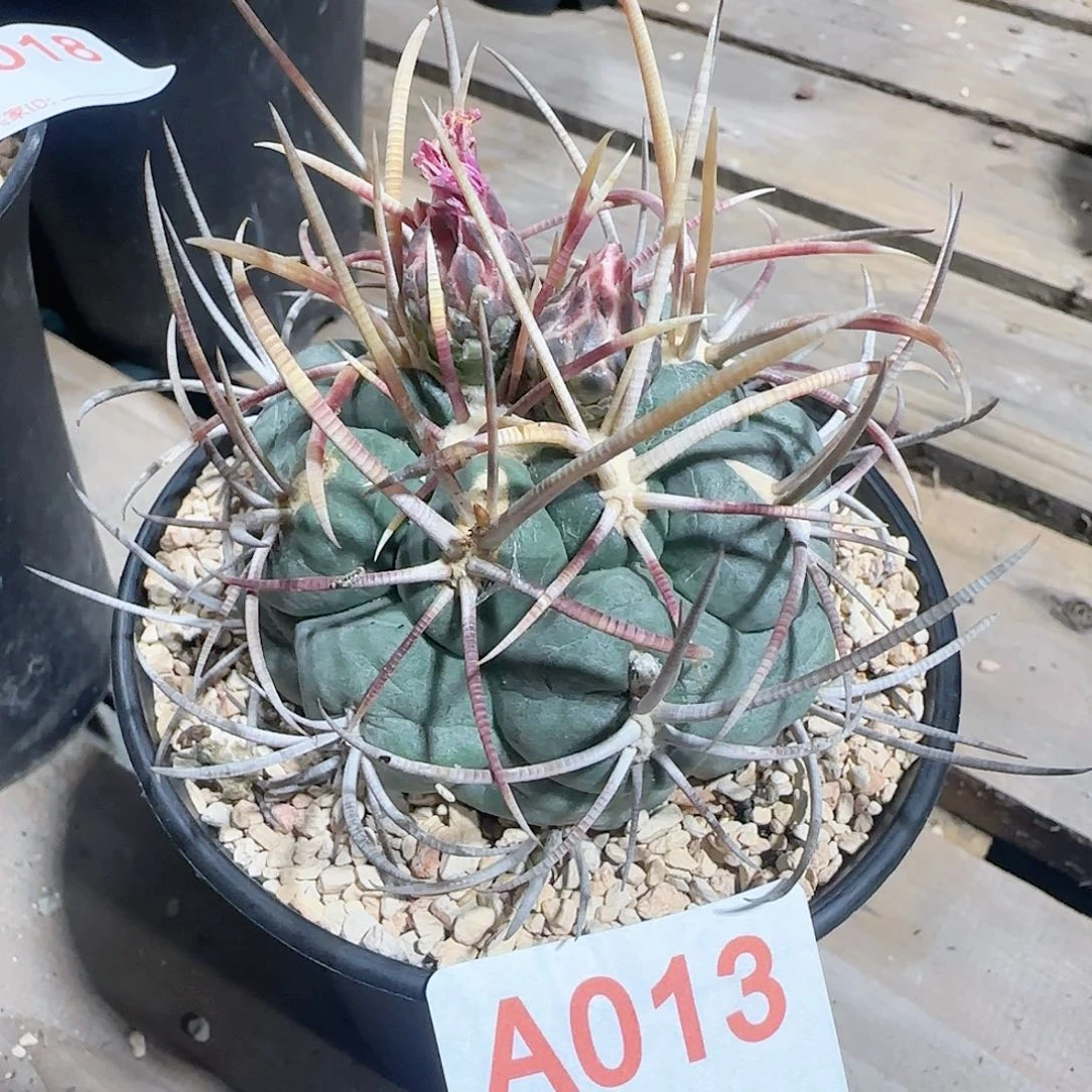 菲冠龙 自根仙人球013