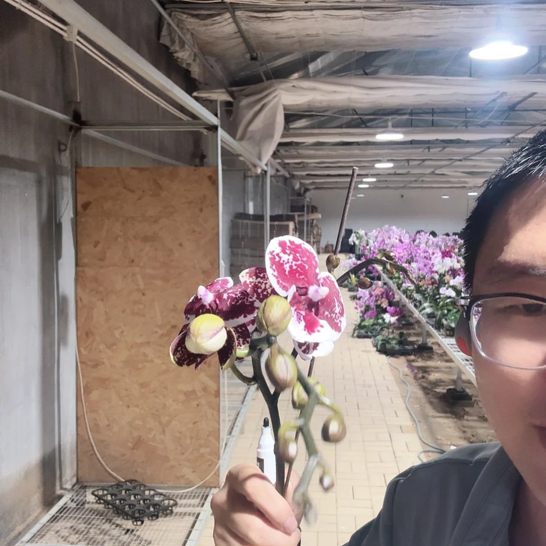 完全开放百变神童3.5加高叶损轻微