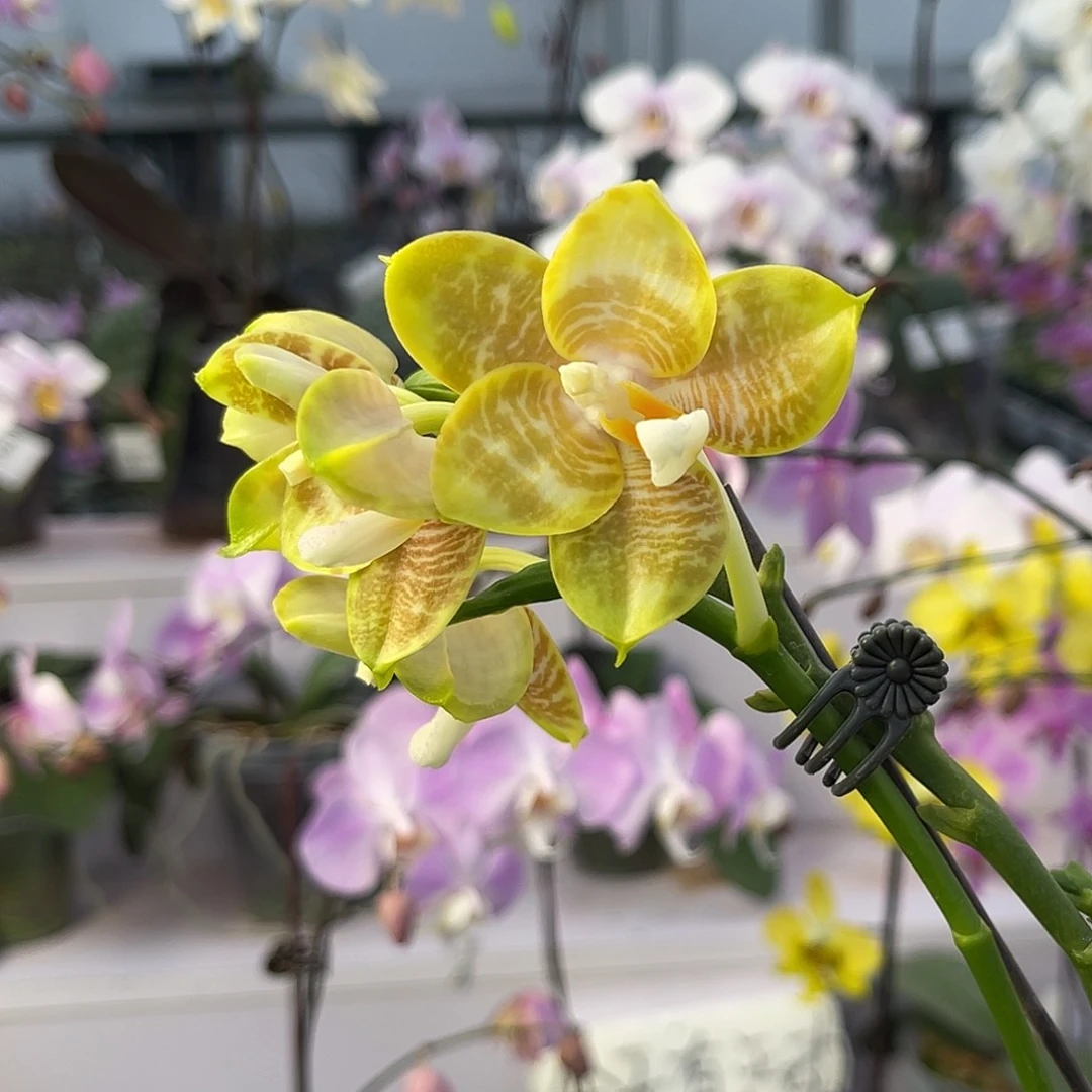 大量花朵（建议范围：8朵-15朵 或40%以上）AMM97