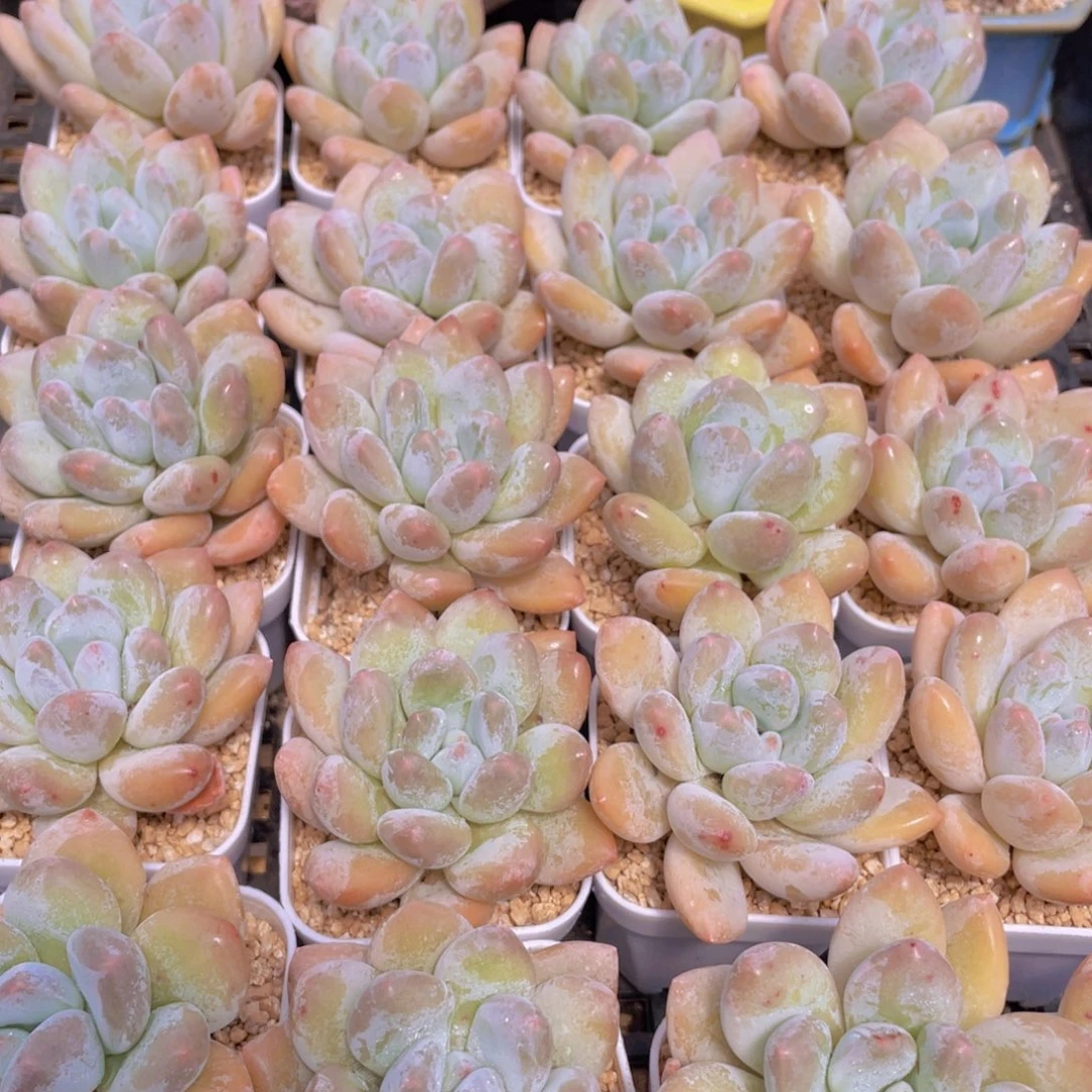 量拍54号 奶油粉香水单头组合5个