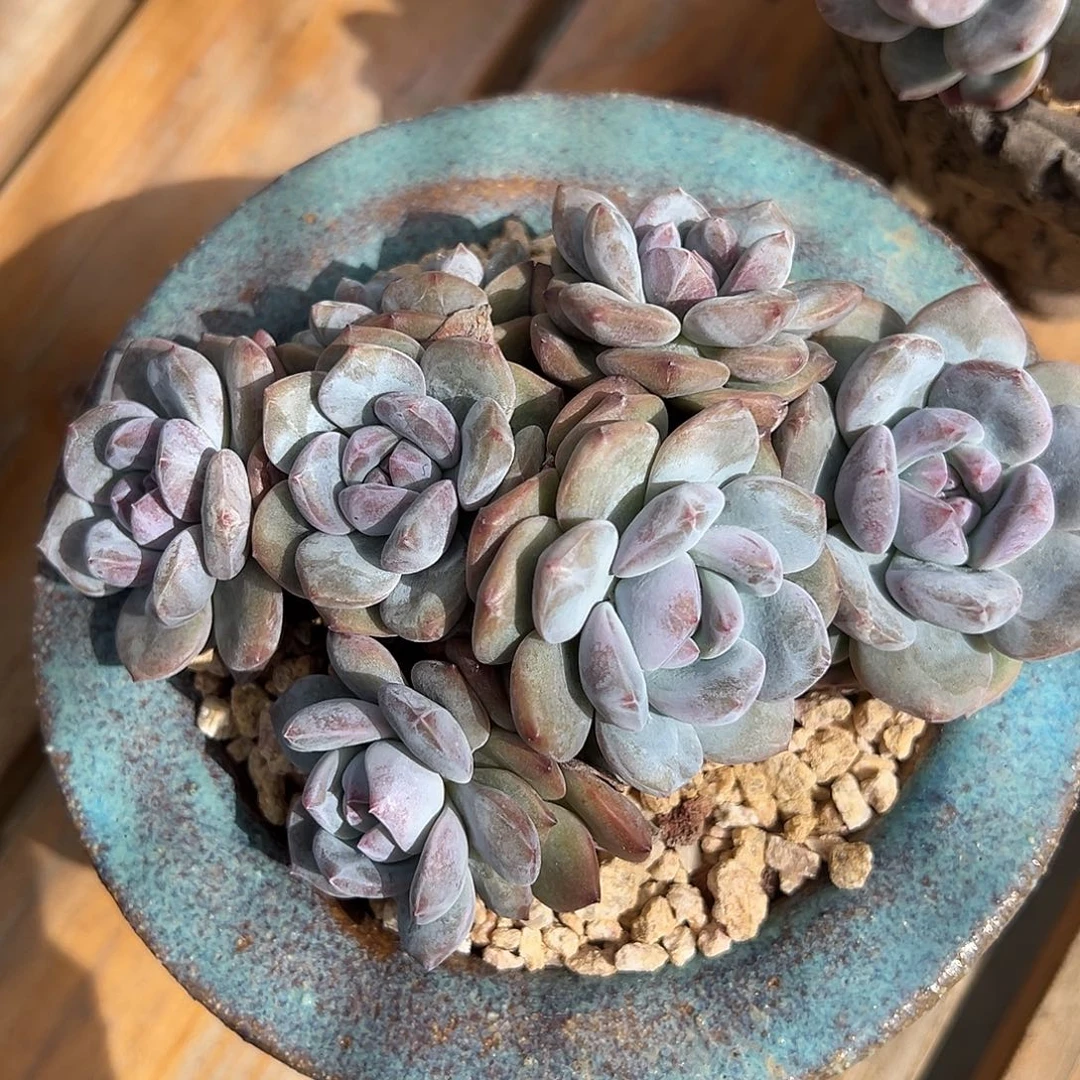 ****iGigi专拍石榴籽星影默认有砍