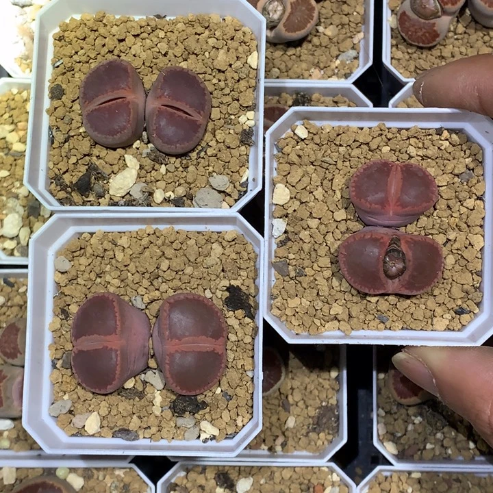 精品多肉植物3颗双头