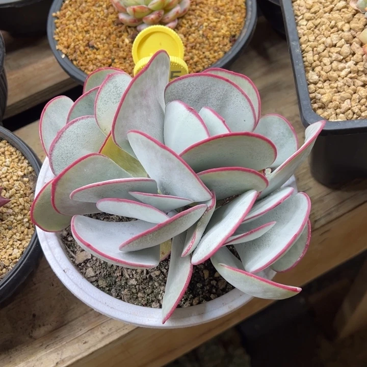 白眉 群生 夏鸣园艺