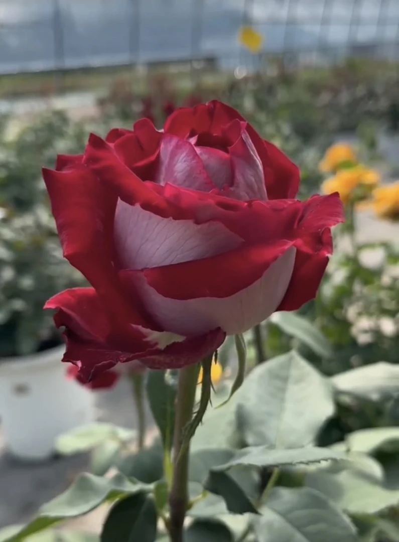 阿馥苑高端切花【情书】玫瑰花苗