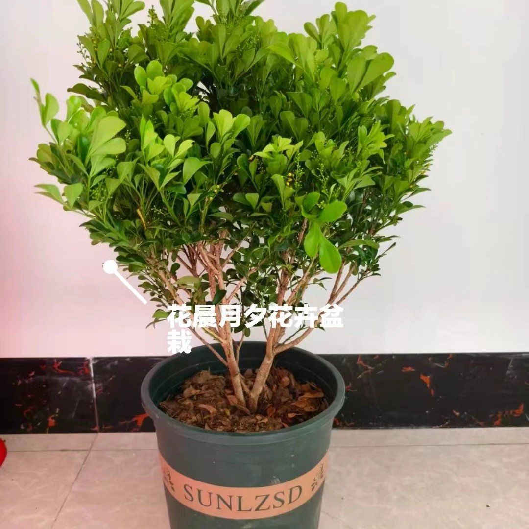 米兰花盆栽多季开花带花苞芳香好养室内阳台室外庭院花卉盆栽绿植
