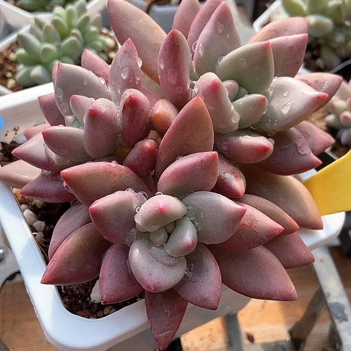 多肉植物桃花6114