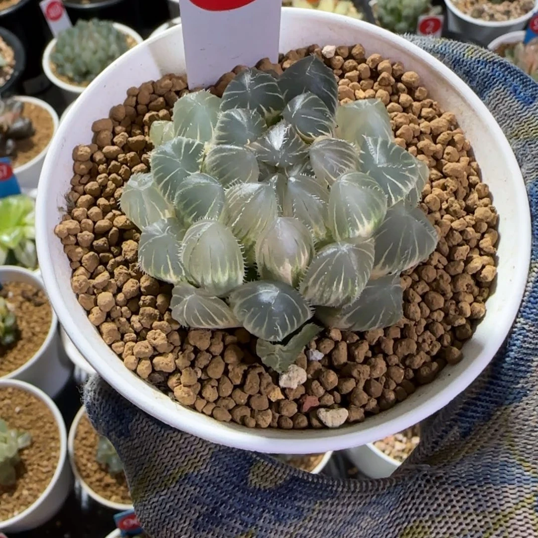 440糊斑蓝镜 5.6 厘米左右一物一拍带盆