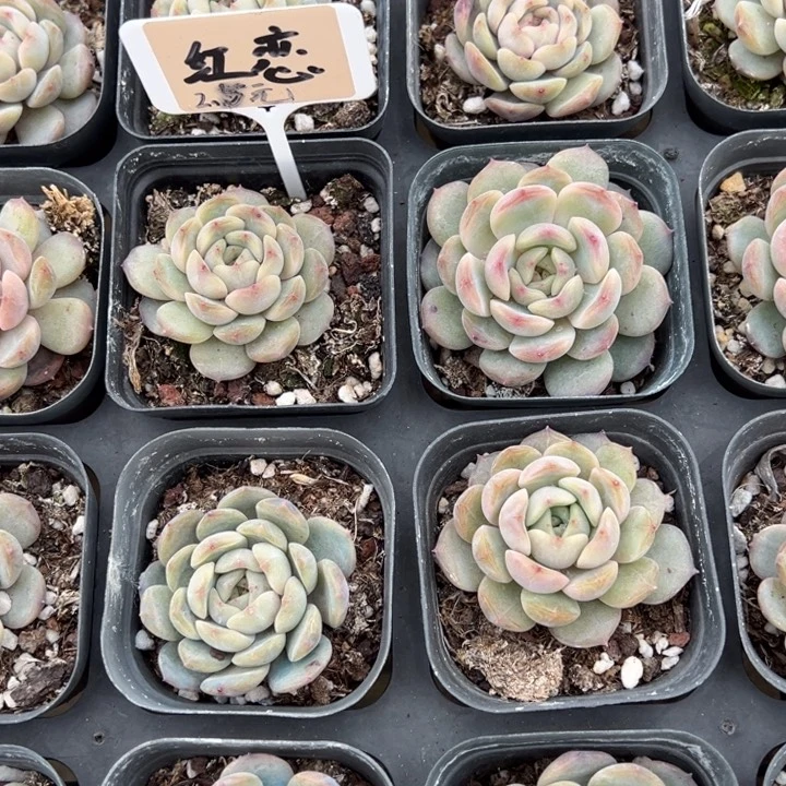 红恋一颗量拍多肉满20包邮初7发