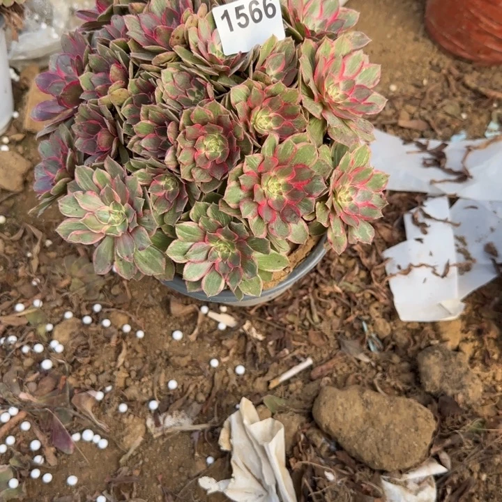 1566莲花座清棚处理不包断枝