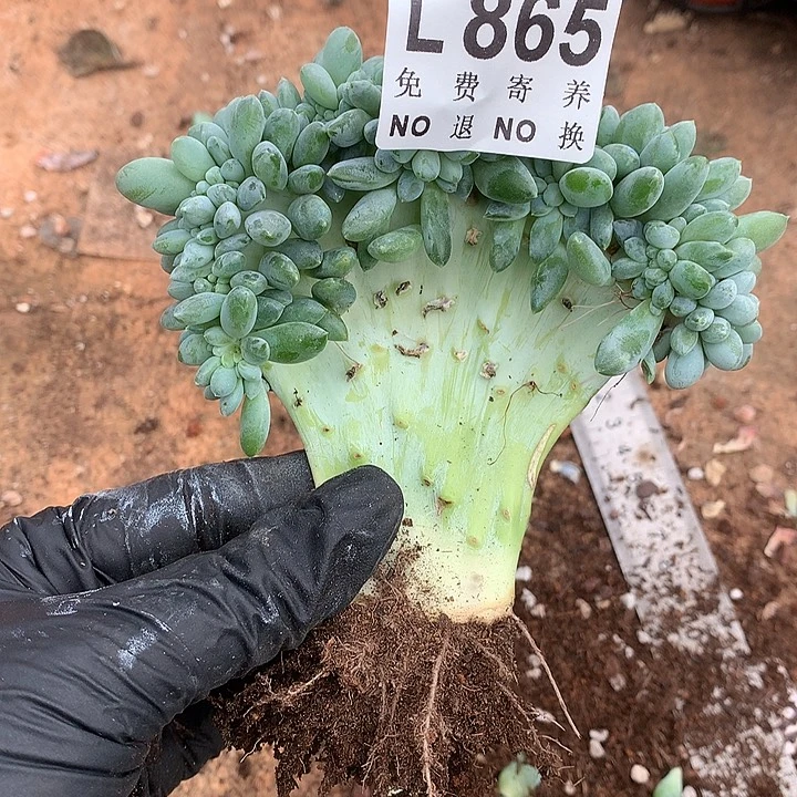 奶糖缀化 多肉植物，9.28号发