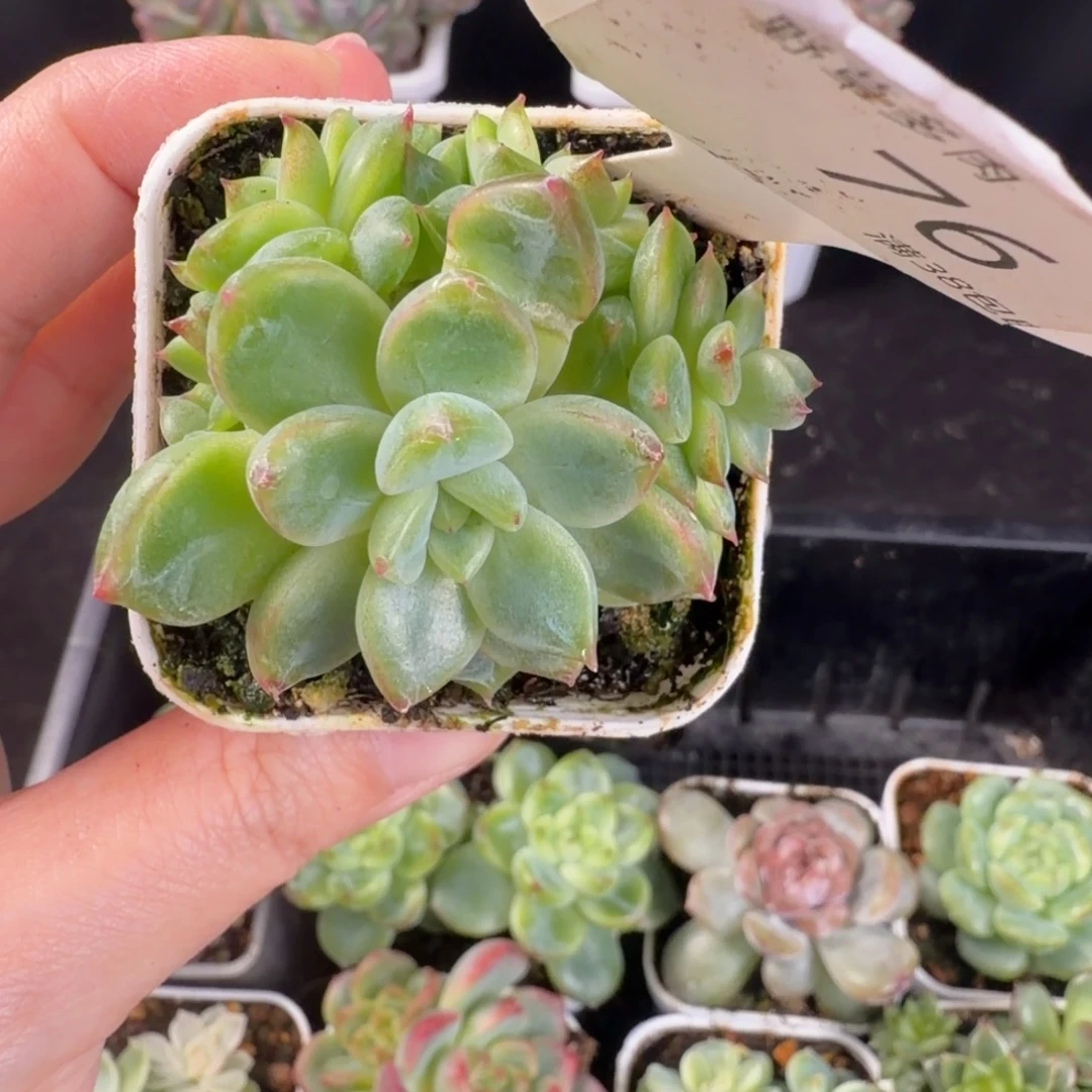 绿钻珍妮六头群76号