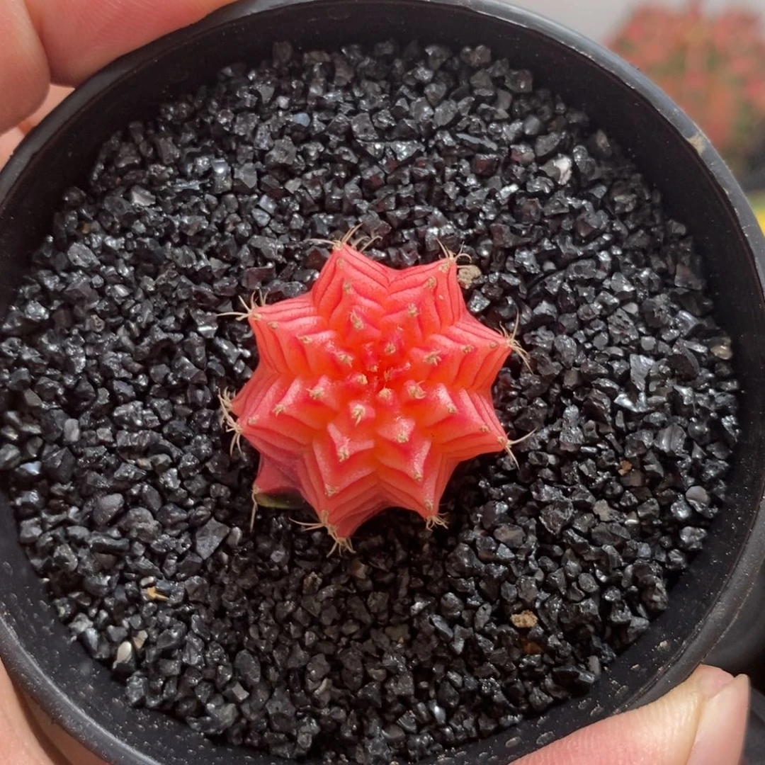 精品米哈—脱土发货32