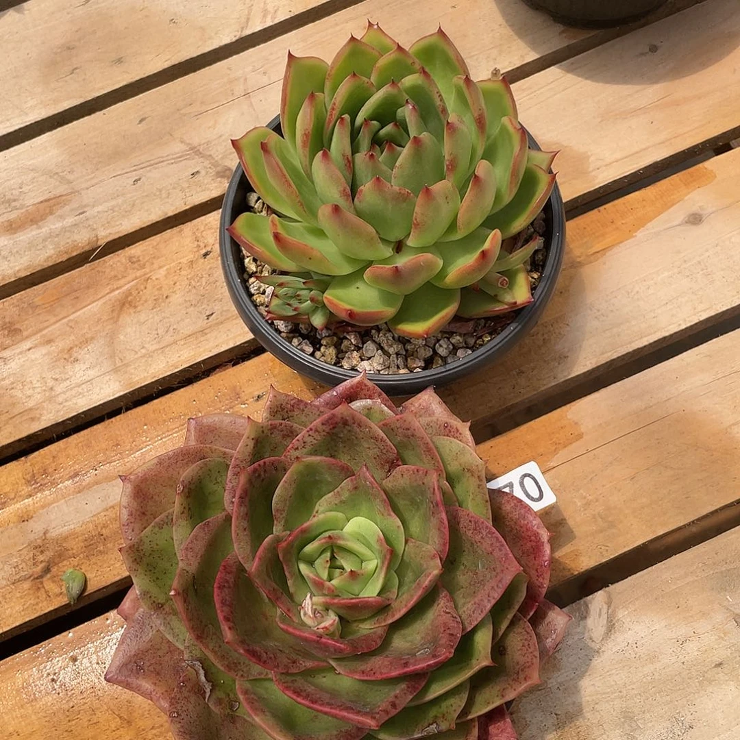 若如东云组拍470（冷链）