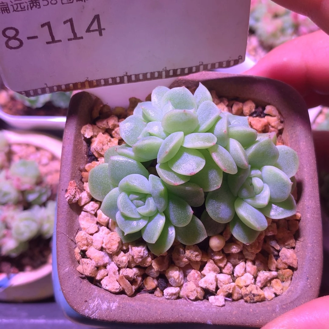 甜心朵朵缀化精品