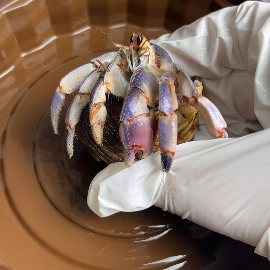 福利价 薰衣草紫粉2.5