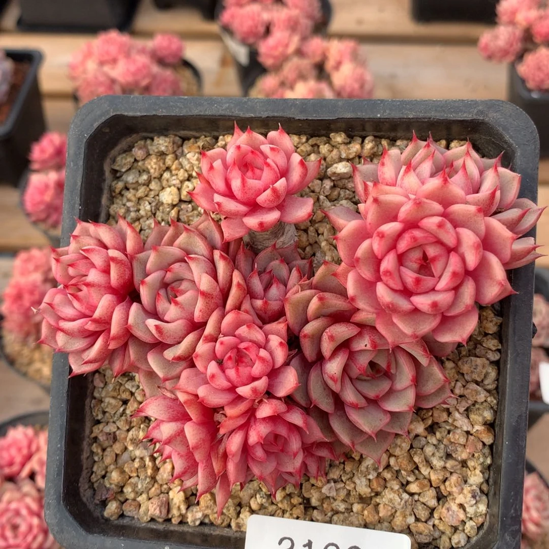 12厘米11头有砍苯巴3100