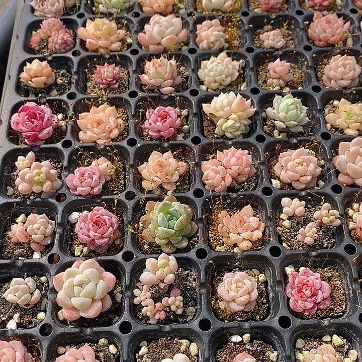 99 多肉植物盆栽花卉植物