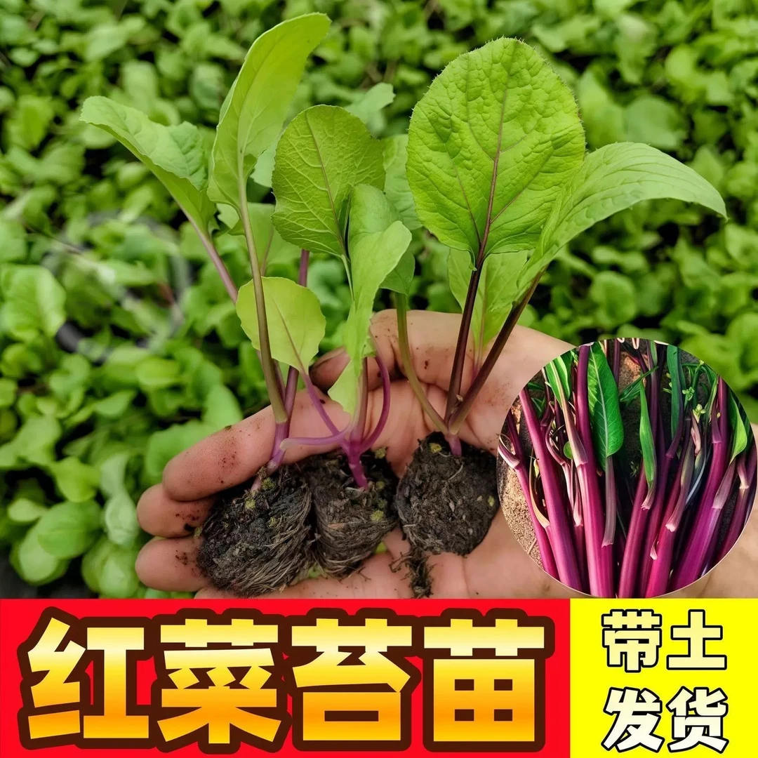红菜苔白菜苔秧苗带土壮苗秋冬耐寒蔬菜苗四季种植盆栽地栽