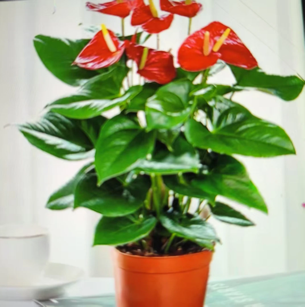红掌盆栽AJ带花大叶花卉室内家居绿植鸿运当头四季开花