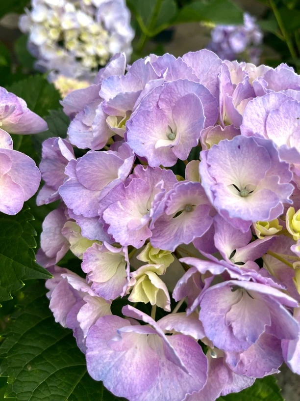【鲜溅】大花球型绣球花，整体开放后可做鲜切花。