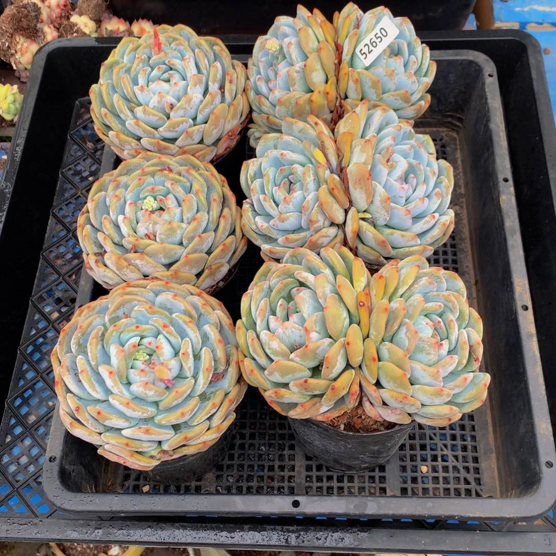 龍****g52650六个嗯嗯嗯嗯的好消息