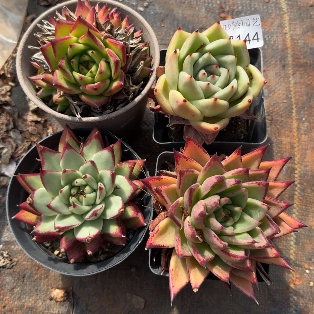 阿***布7145-7144-7146-7147四颗