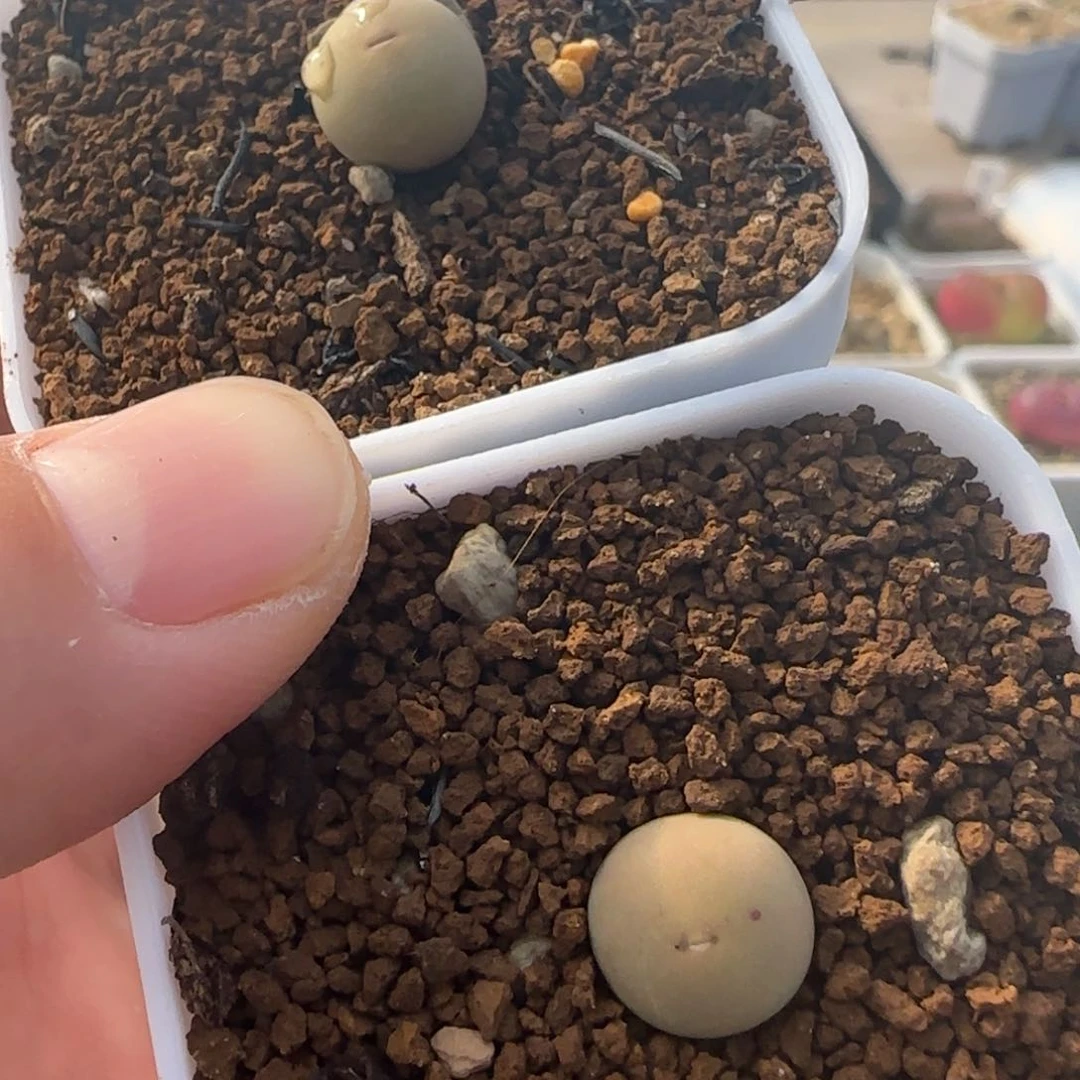 艾*1.27多肉SB1102V嘴一组16号链接