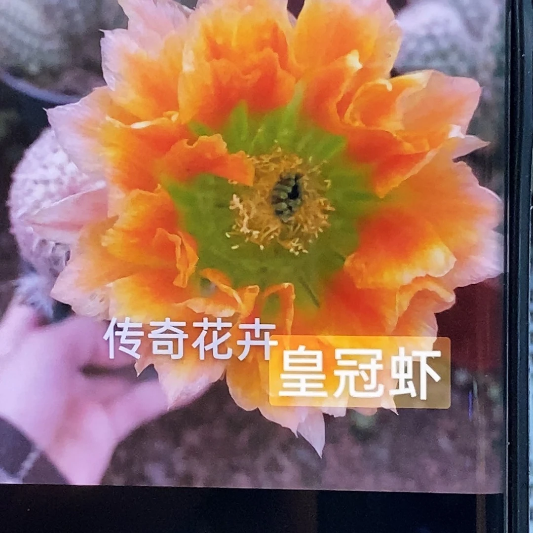 皇冠虾侧芽歪20包邮/4公分左右