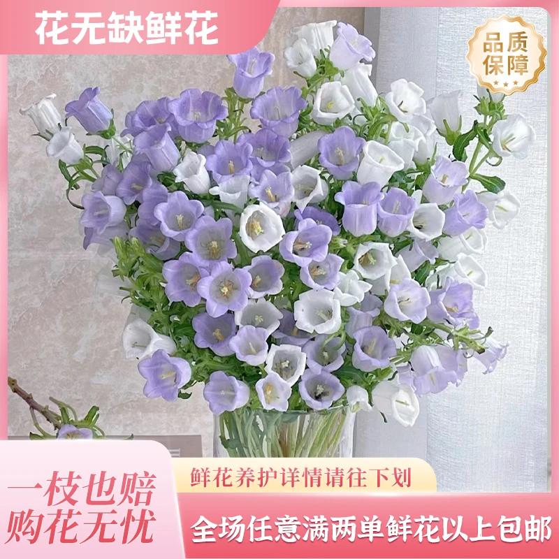 【风铃】两单包邮 江浙沪次日达顺丰冷链发货