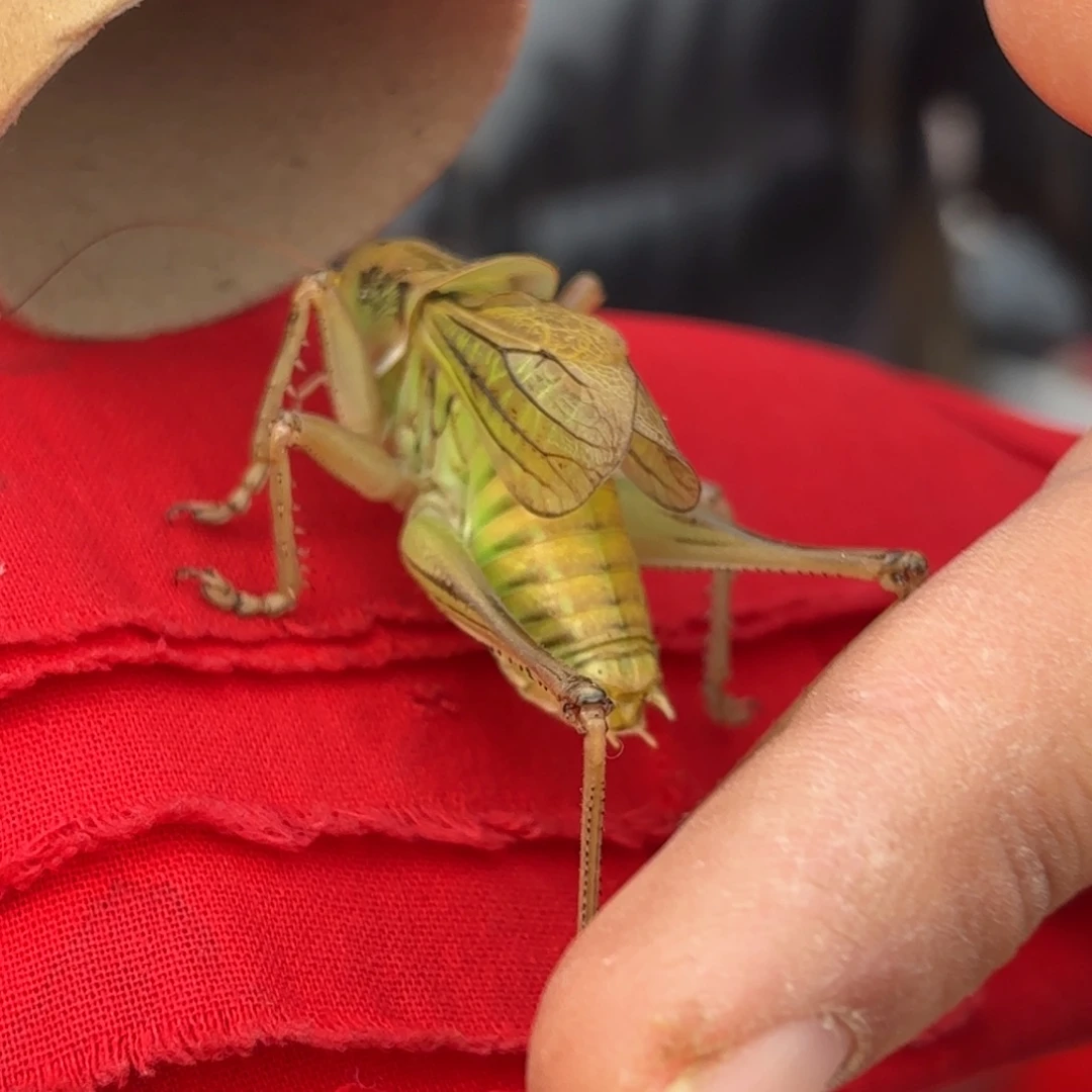 *****蝈蝈蝈蝈福福价格