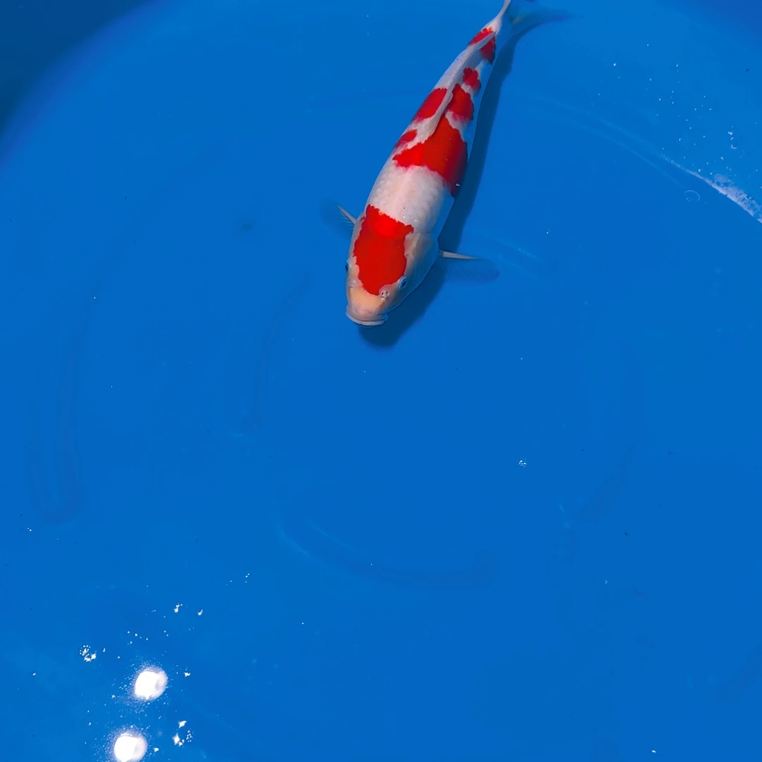 海水鱼红白专拍链接