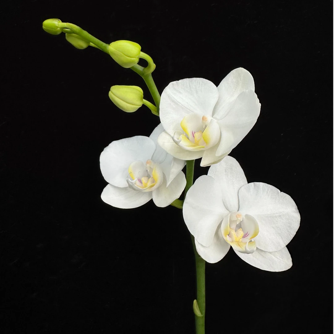 蝴蝶兰【阿玛】白色北欧ins风 基地直发