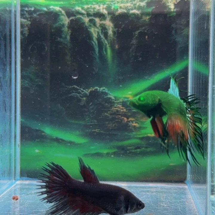 斗鱼所有我觉得都是这样了