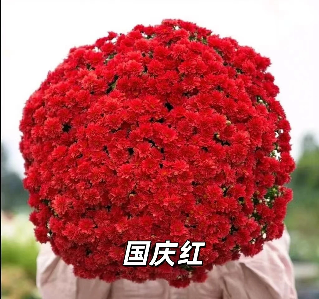 【超大升级款】千头菊阳台庭院植物耐寒耐热基地直销