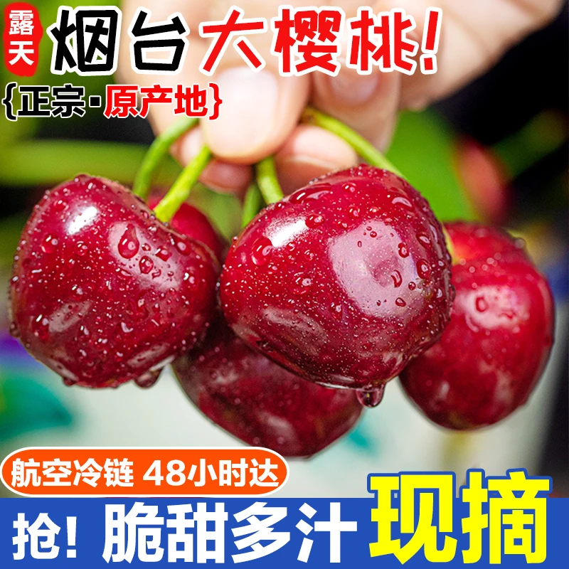 现摘【今日破价】山东烟台露天山地大樱桃酸甜