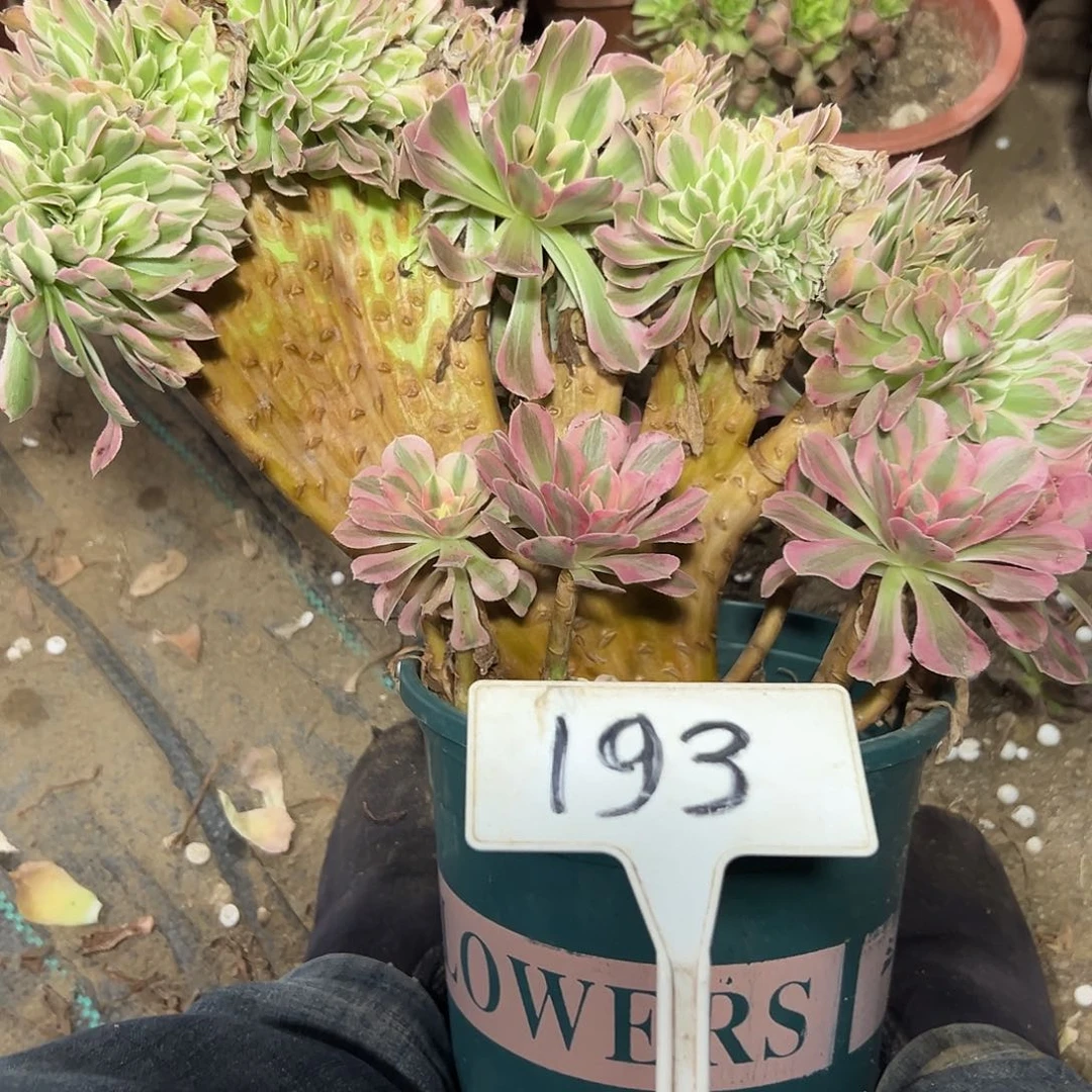 多肉植物粉女巫缀花193