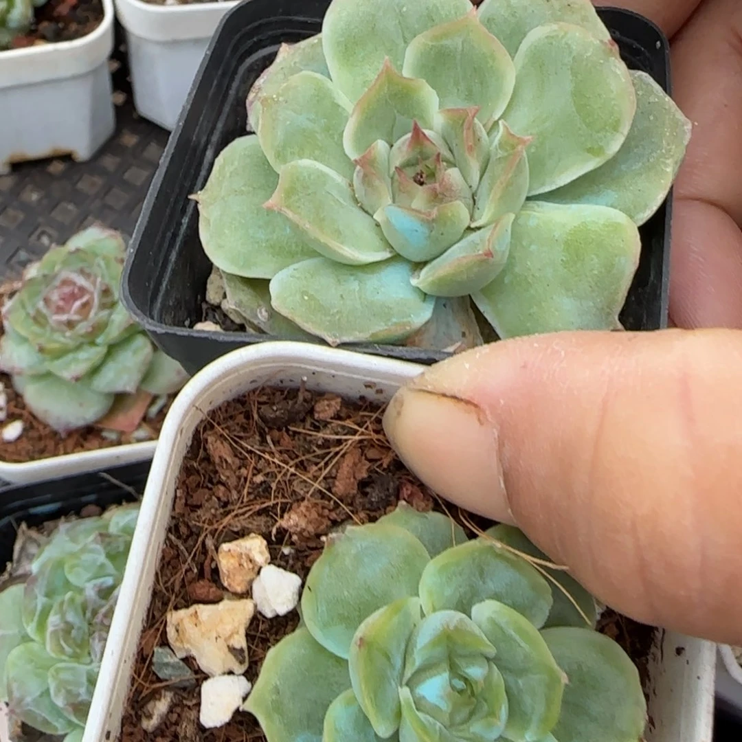 小卡拉米糖心一物一拍