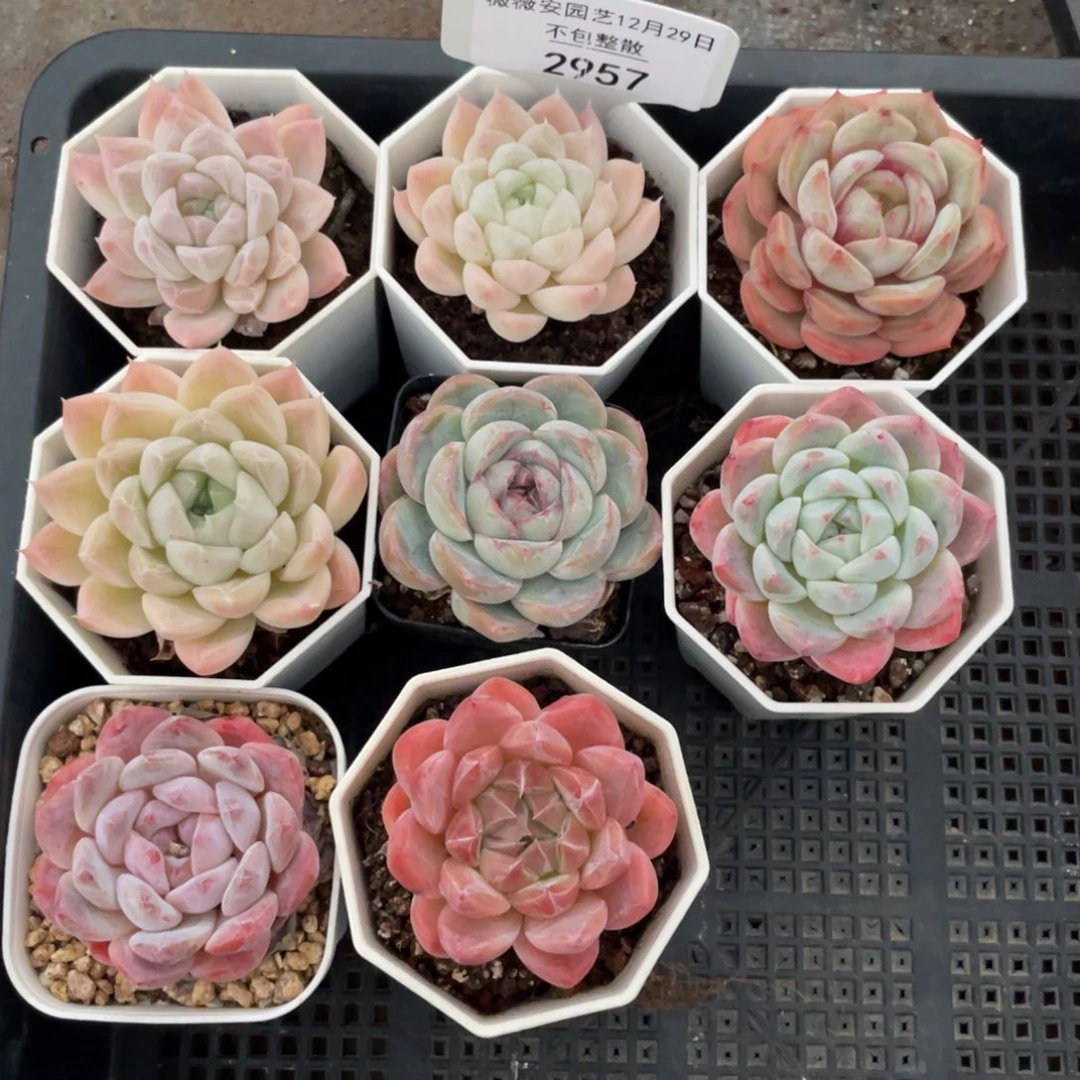 不包整散 盆子不售后2957